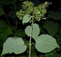 Hydrangea cinerea