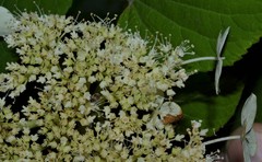 Hydrangea cinerea