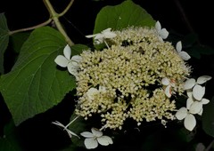 Hydrangea cinerea