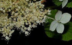 Hydrangea cinerea