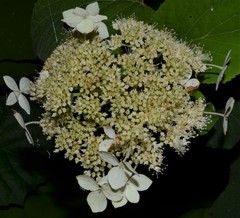 Hydrangea cinerea