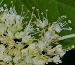 Hydrangea cinerea