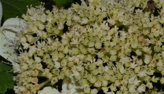 Hydrangea cinerea