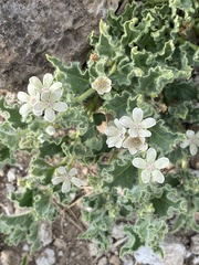 Matelea chihuahuensis