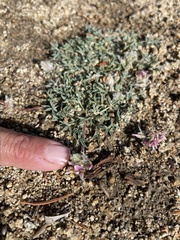 Trifolium andersonii