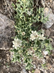Matelea chihuahuensis