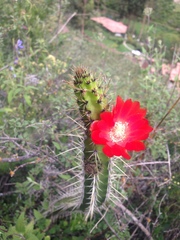 Corryocactus erectus