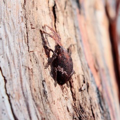 Oxyops fasciatus