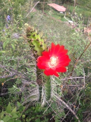 Corryocactus erectus
