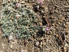 Trifolium andersonii