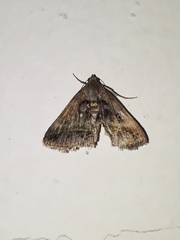 Acantholipes