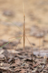 Schizocephala bicornis