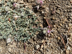 Trifolium andersonii