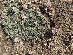 Trifolium andersonii