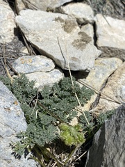 Cymopterus cinerarius