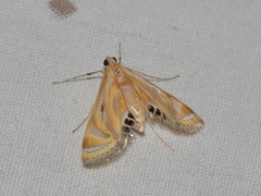 Eoophyla sejunctalis