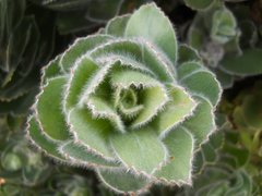 Leucospermum conocarpodendron