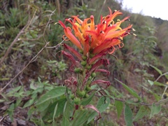 Siphocampylus tupaeformis