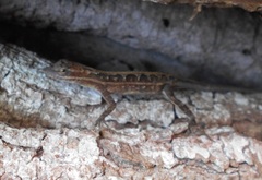 Anolis auratus