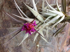 Tillandsia nana