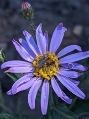 Eucephalus ledophyllus