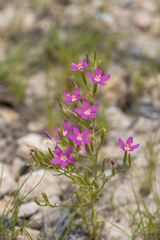 Zeltnera calycosa