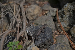 Sceloporus megalepidurus