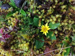 Knowltonia integrifolia