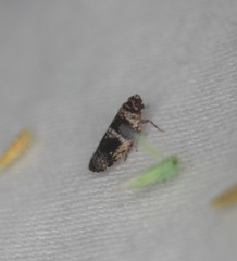 Catonia texana