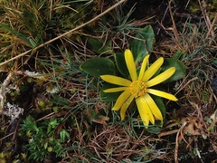 Knowltonia integrifolia