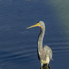 Egretta tricolor