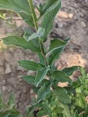 Eucephalus ledophyllus