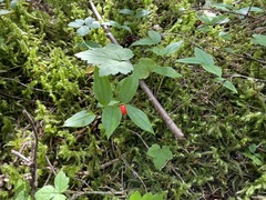 Streptopus streptopoides