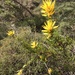 Lambertia multiflora darlingensis - Photo (c) douglaslievense, μερικά δικαιώματα διατηρούνται (CC BY-NC), uploaded by douglaslievense
