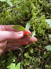 Streptopus streptopoides