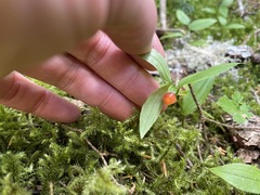 Streptopus streptopoides