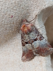 Mesoligia literosa