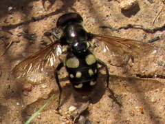 Sericomyia lata