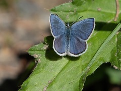 Plebejus anna