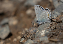 Plebejus anna