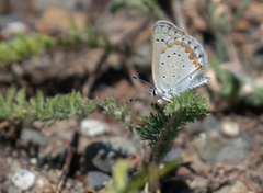 Plebejus anna