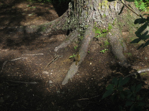 Swinhoe's Striped Squirrel