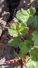 Heuchera hirsutissima