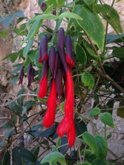 Salvia dombeyi