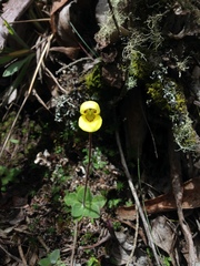 Calceolaria scapiflora