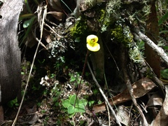 Calceolaria scapiflora