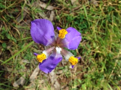 Hesperoxiphion herrerae