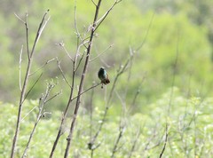 Saucerottia beryllina
