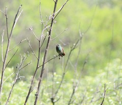 Saucerottia beryllina
