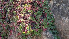 Heuchera hirsutissima